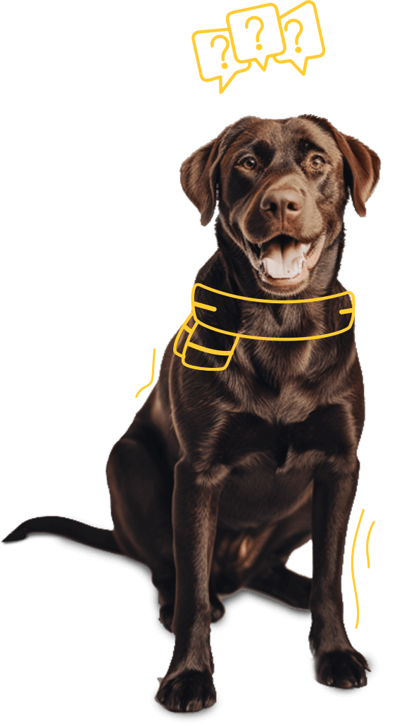 Dog image