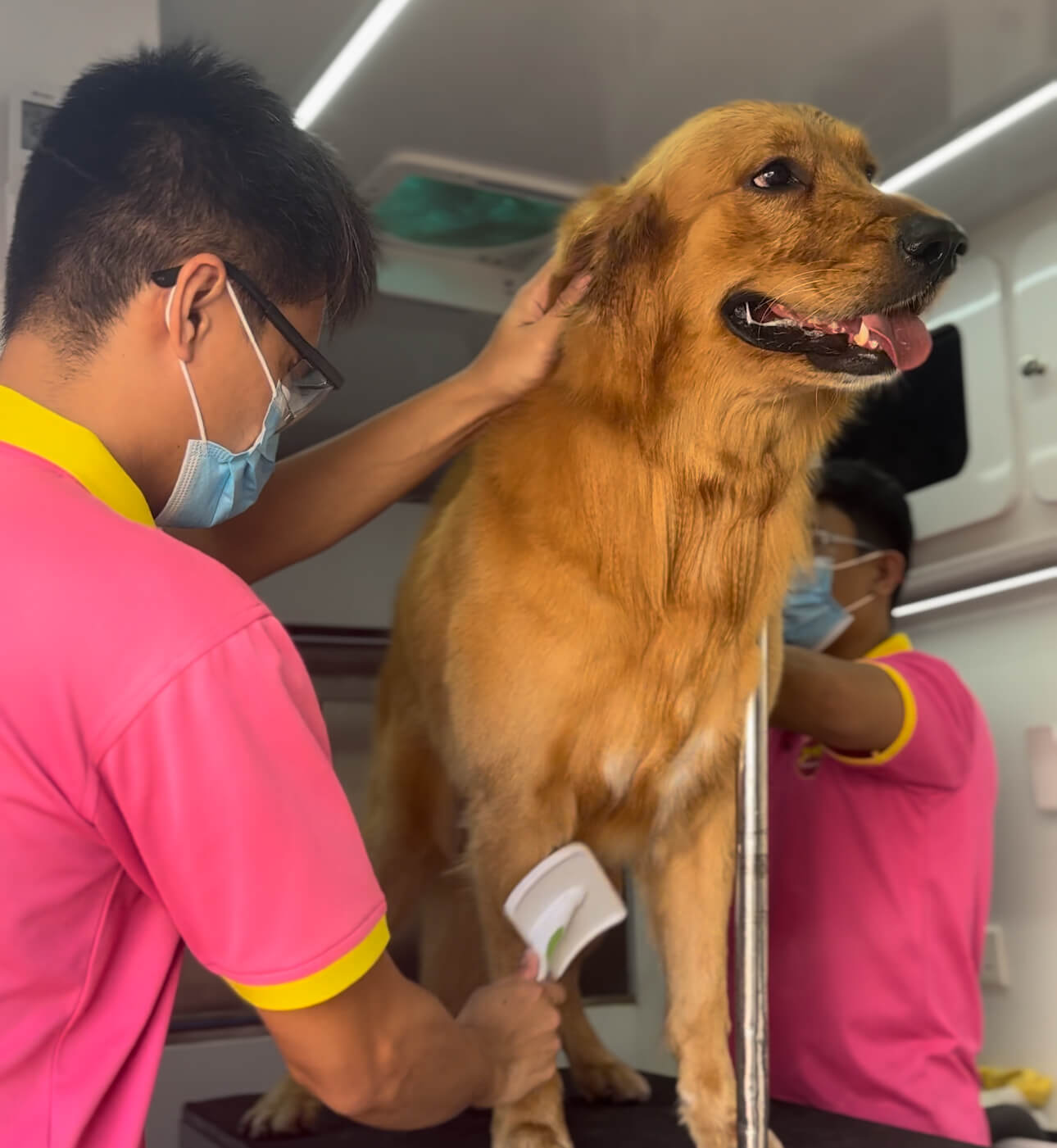 Mobile Grooming image