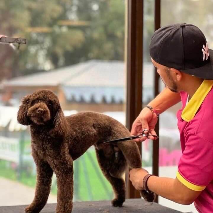 Salon Grooming image